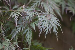 JAPANESE MAPLE ORANGEOLA 90CM(3 MONTH WARRANTY)  - image 4