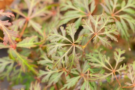JAPANESE MAPLE ORANGEOLA 90CM(3 MONTH WARRANTY)  - image 5