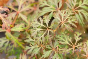 JAPANESE MAPLE ORANGEOLA 90CM(3 MONTH WARRANTY)  - image 5