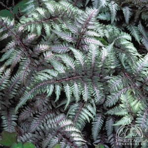 JAPANESE PAINTED FERN PICTUM 1G