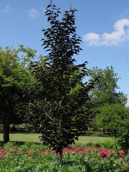 JAPANESE SNOWBELL EVENING LIGHTS 175CM BB