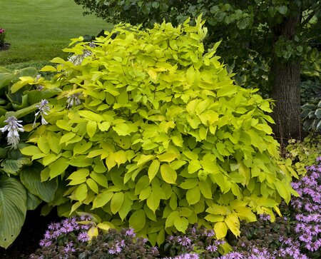 JAPANESE SPIKENARD ARALIA SUNKING 2G