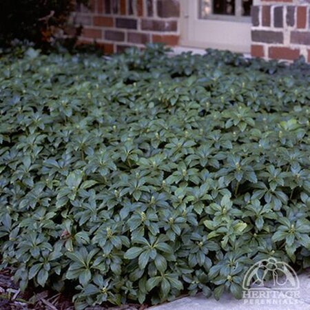 JAPANESE SPURGE GREEN CARPET 1G