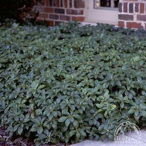 JAPANESE SPURGE GREEN CARPET 3IN