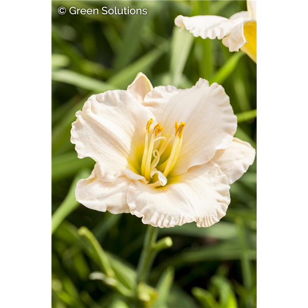 JOAN SENIOR DAYLILY 1G