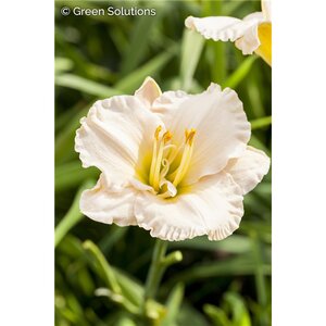 JOAN SENIOR DAYLILY 1G