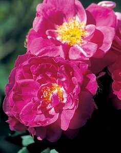 JOHN CABOT ROSE 2GAL Exporer Pink/Red (3 Month Warranty)