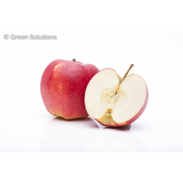 JONAGOLD APPLE SEMI-DWARF