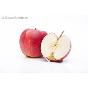 JONAGOLD APPLE SEMI-DWARF