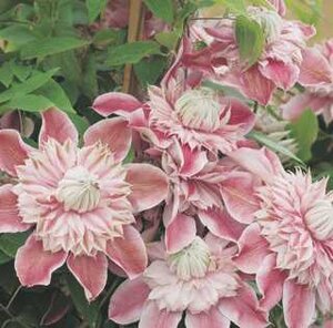 JOSEPHINE CLEMATIS 2G