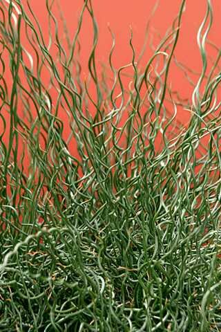 JUNCUS BIG TWISTER 1G