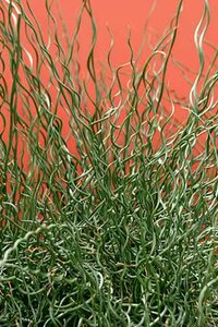 JUNCUS BIG TWISTER 1G