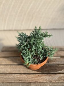 Juniper Bonsai in Clay 5"