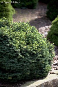 KAREL DWARF SERBIAN SPRUCE