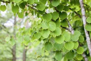 KATSURA TREE 275CM  - image 2