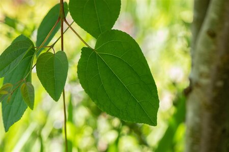 KATSURA TREE 275CM  - image 3