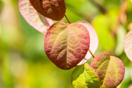 KATSURA TREE 275CM  - image 5