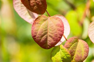 KATSURA TREE 275CM  - image 5