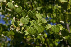 KATSURA TREE 275CM  - image 1