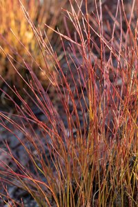 KELSEY DWARF REDTWIG DOGWOOD 2 GALLON - image 5