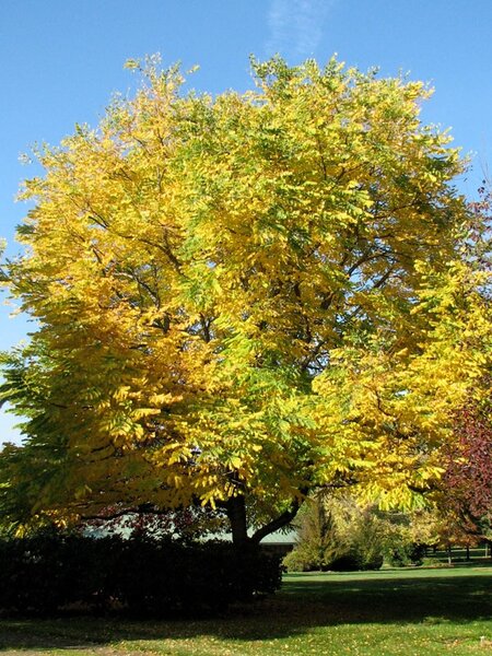 KENTUCKY COFFEE TREE 200 CM