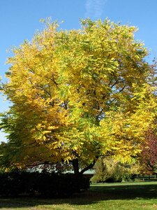KENTUCKY COFFEE TREE 200 CM