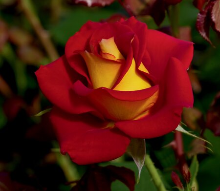 KETCHUP N MUSTARD ROSE FLORIBUNDA