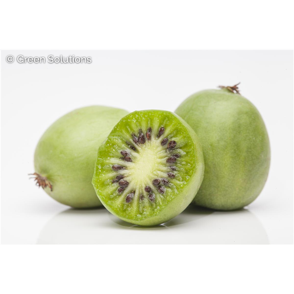 KIWI COMBO MEADER CHUNG BAI