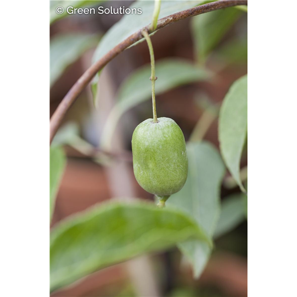 KIWI ISSAI FEMALE (Self Pollinating) 2G
