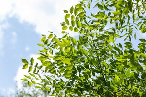 KJENTUCKY COFFEE TREE 250CM 