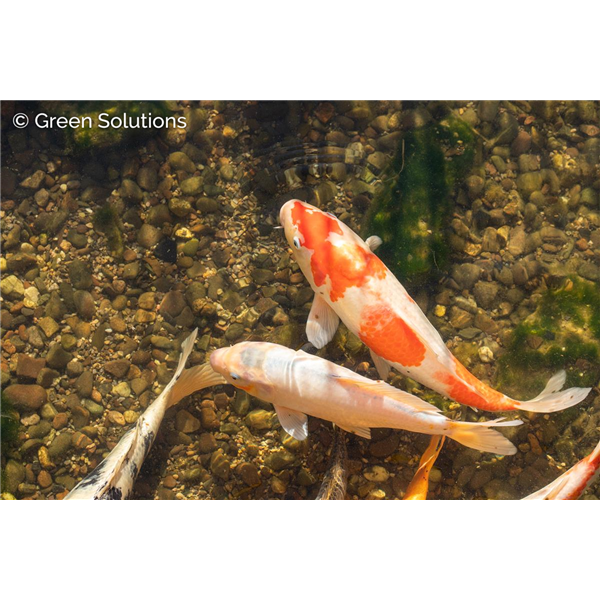 KOI FISH 4"