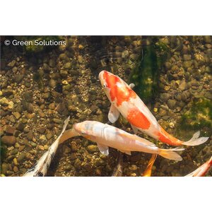 KOI FISH 4"