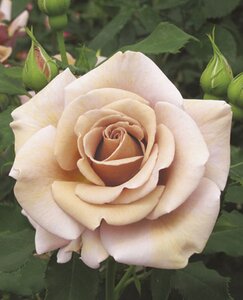 KOKO LOKO ROSE COCOA/LAVENDER 3 MONTH WARRANTY