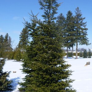 KOREAN FIR 200 CM (Wire Basket)