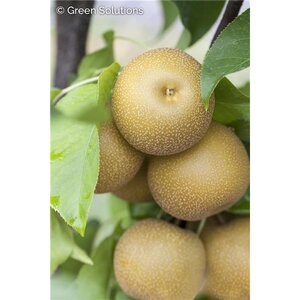 KOSUI ORIENTAL PEAR