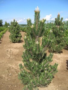 KOTOBUKI BLACK JAPANESE PINE 125CM