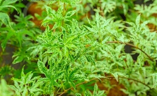 Kumoi nishiki JAPANESE 2 GALLON 3 MONTH WARRANTY