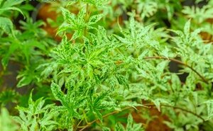 Kumoi nishiki JAPANESE 2 GALLON 3 MONTH WARRANTY