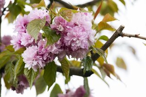 KWANZAN CHERRY 90 MM  - image 3