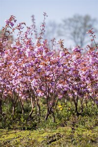 KWANZAN CHERRY RED BARK 250CM  - image 1