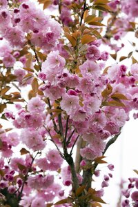 KWANZAN CHERRY RED BARK 250CM  - image 4