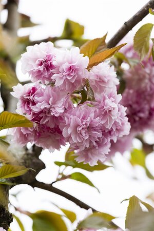 KWANZAN CHERRY RED BARK 250CM  - image 5
