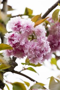 KWANZAN CHERRY RED BARK 250CM  - image 5