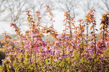 KWANZAN CHERRY RED BARK 250CM  - image 2