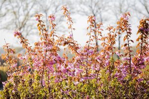 KWANZAN CHERRY RED BARK 250CM  - image 2