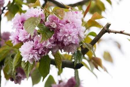 KWANZAN CHERRY RED BARK 250CM  - image 3