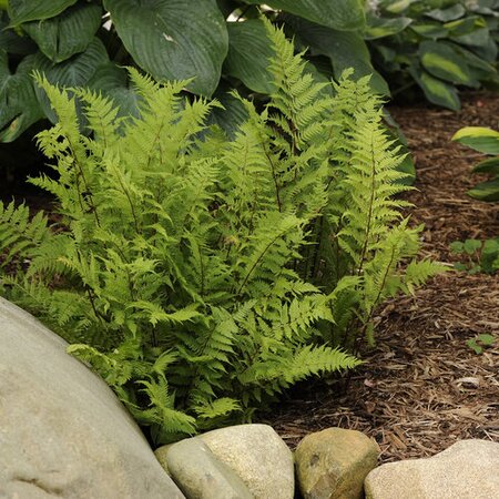 LADY FERN LADY IN RED 1G