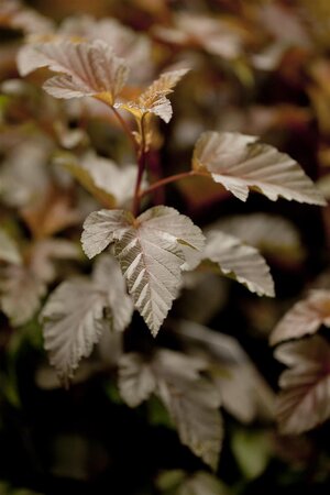 LADY IN RED NINEBARK STD 60CM STALK  - image 1