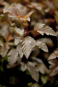 LADY IN RED NINEBARK STD 60CM STALK  - image 1