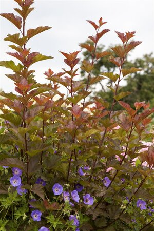 LADY IN RED NINEBARK STD 60CM STALK  - image 2